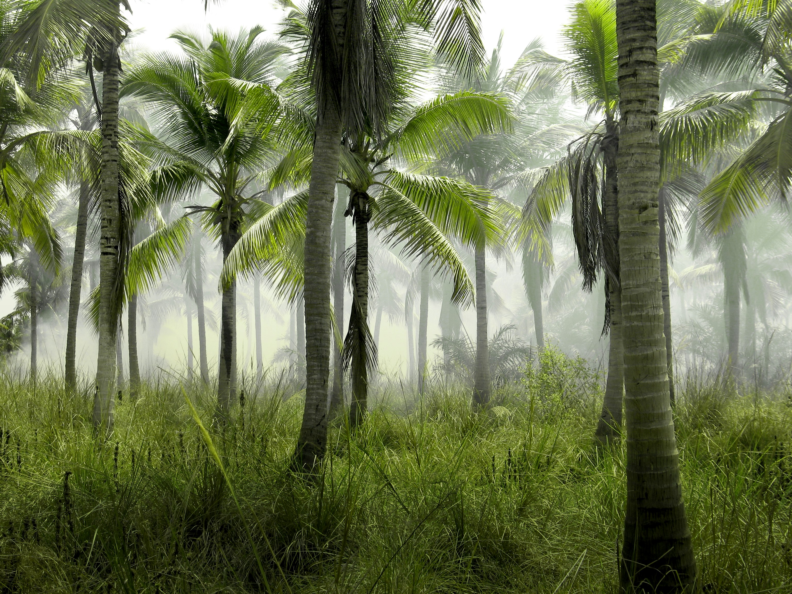 coconut trees in forest covered with mist at daytime